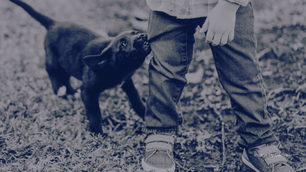 Dog-Bite-Lawyers-in-Port-St.-Lucie